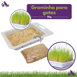 Graminha Para Gatos Grama Eliminação Pelos Digestão 1 Un
