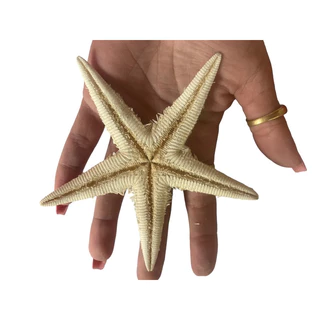 2 Estrela do mar enfeite aplique natural aquário decoração artesanato, umbanda, candomblé