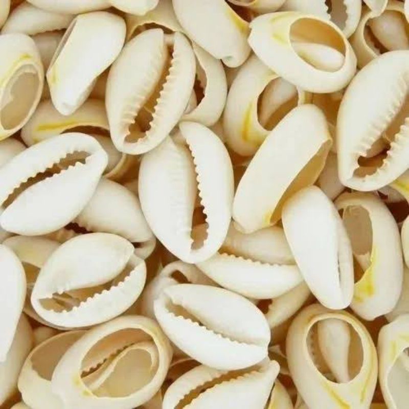 100 unidades médio 18x20 Búzios Natural selecionados / búzios Naturais Para Bijuteria/ Artesanato / Umbanda Candomblé / búzios natural cortado / buzios búzios africano/buzios fechado natural