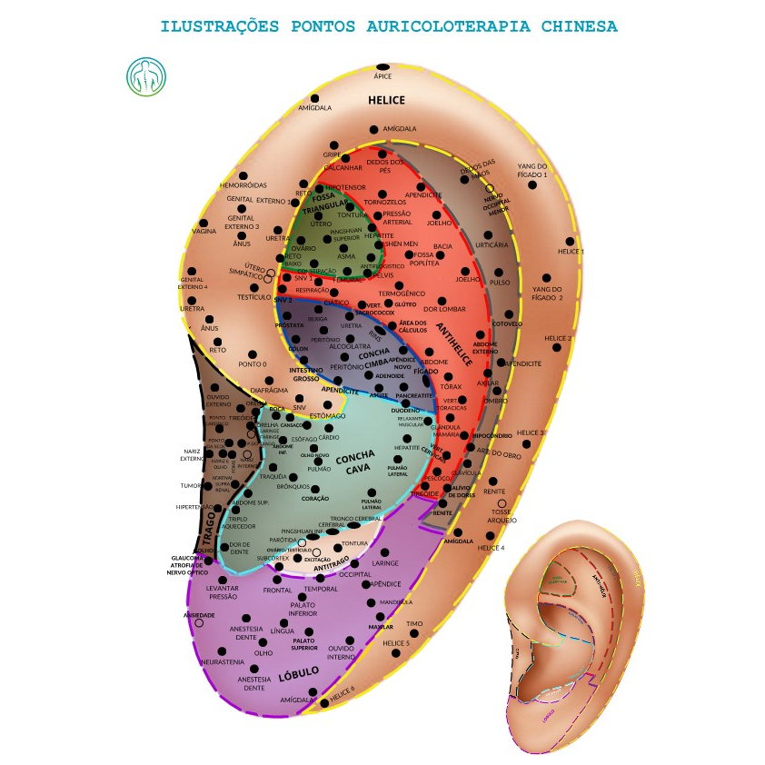 Mapa Grande A3 Pontos Auriculoterapia Chinesa Acupontos Auriculares Por ...