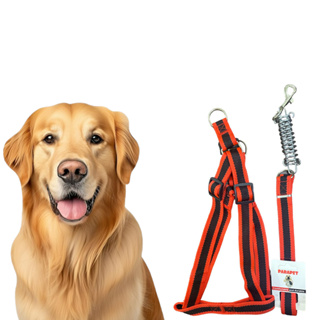 Coleira Para Cachorro Peitoral Guia Pitbull Golden Com Fita Dupla e com Amortecedor