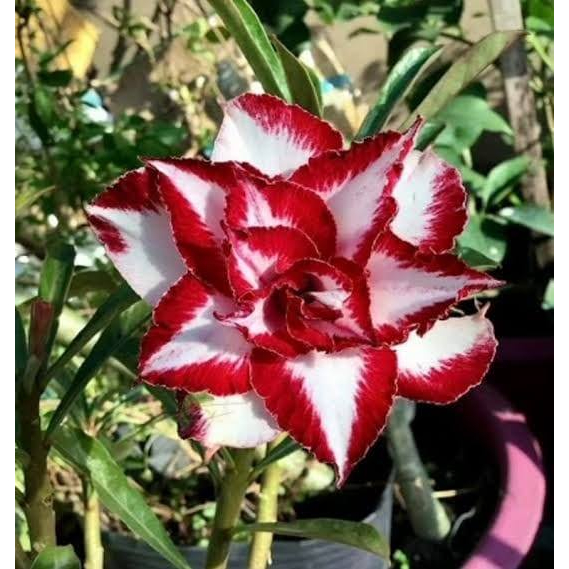 rosa do deserto branca c/b preta 10 seeds | Shopee Brasil