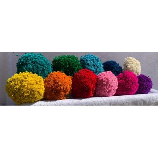 10 molhos de Sempre viva com 800 flores cada