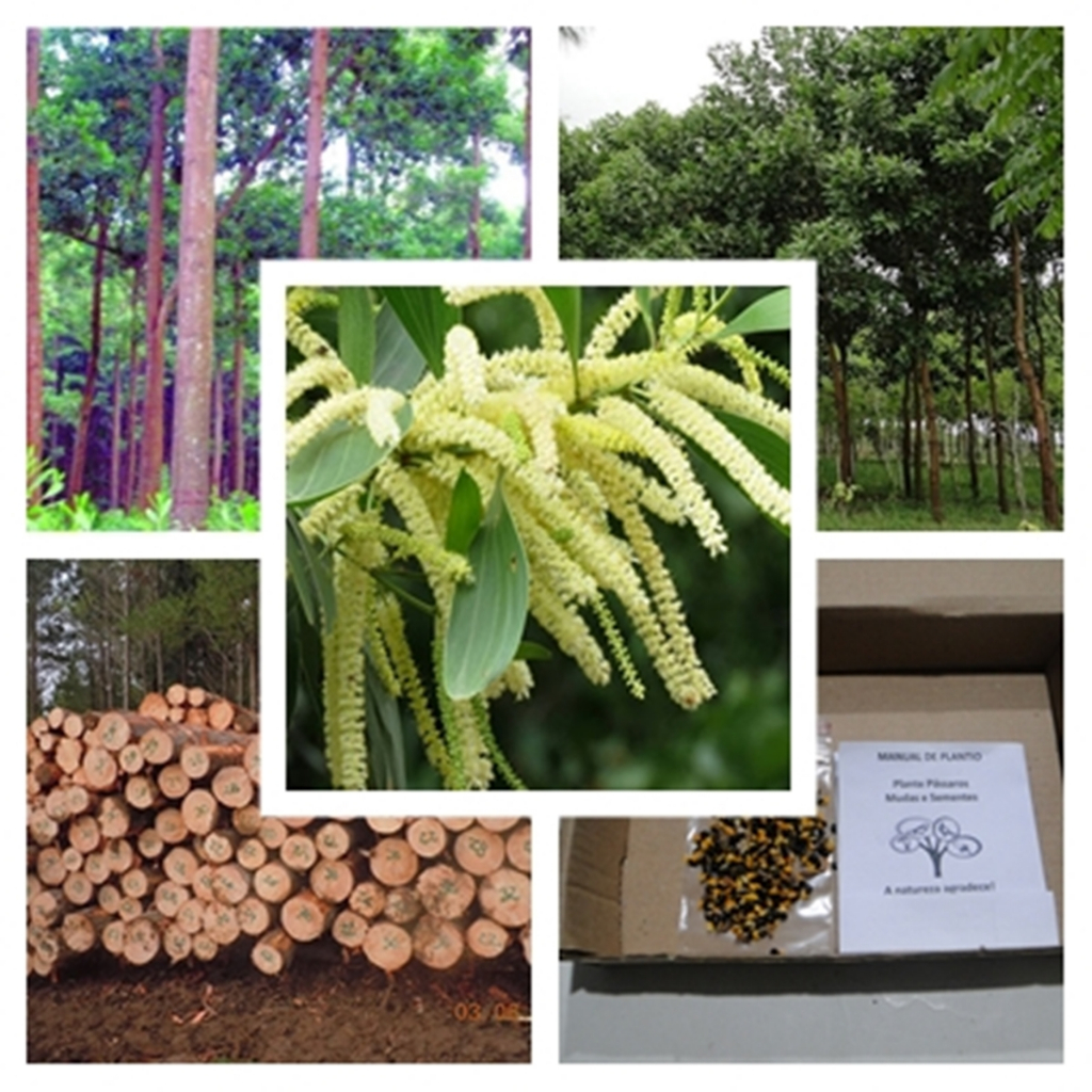 1.500 Sementes Acácia Australiana (acacia Mangium) Madeira de Lei