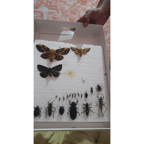 INSETARIO - CAIXA ENTOMOLOGICA