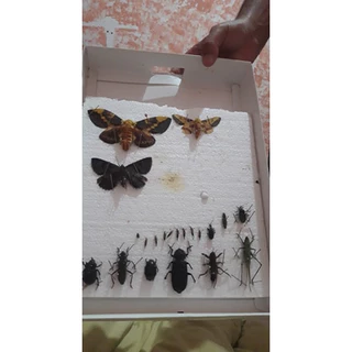 INSETARIO - CAIXA ENTOMOLOGICA
