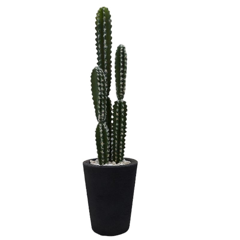 Semente de Cactus: Cacto N'Pele