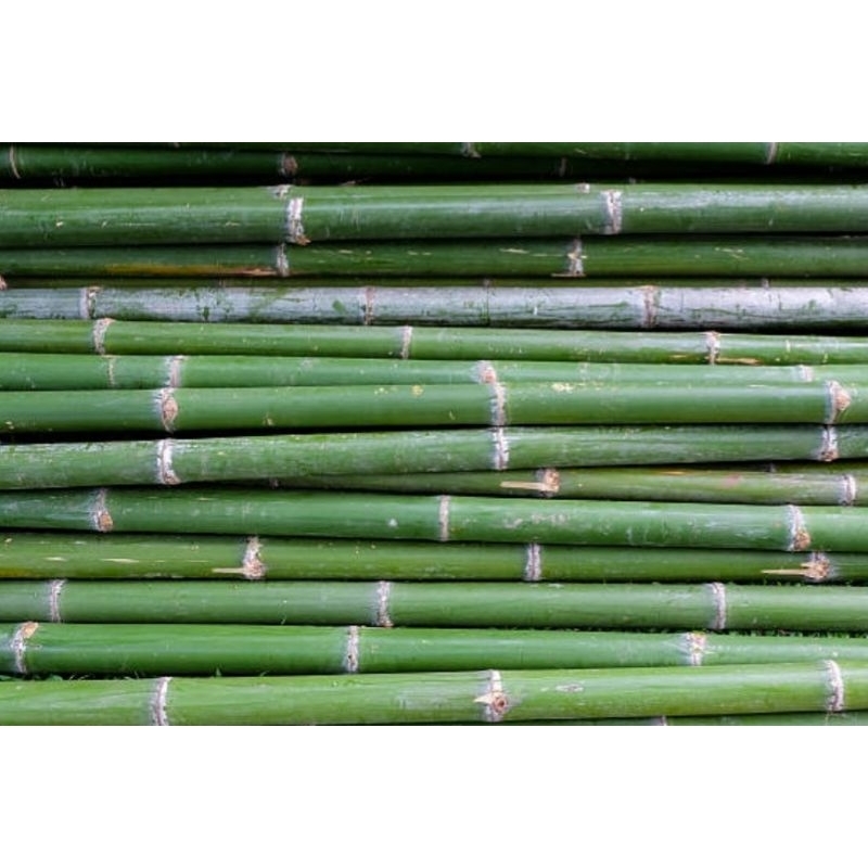 10 Bambu tutor para plantas em vaso ou jardim 1 metros