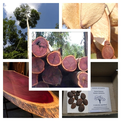 30 Sementes Pau Roxinho Jatoba Roxo (peltogyne) -rara Nativa | Shopee ...