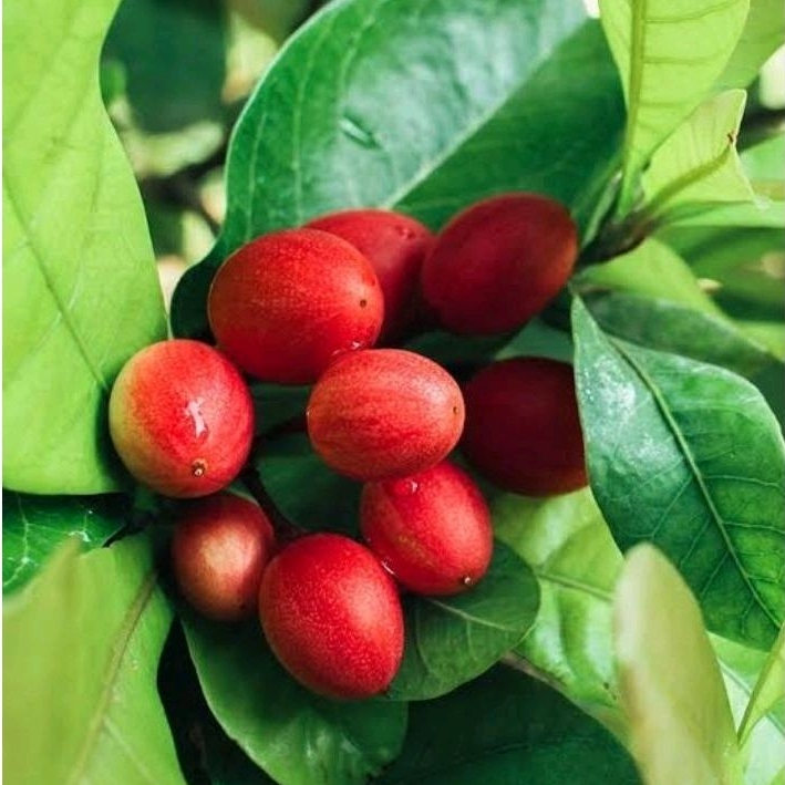 Fruta do milagre PRODUZINDO de 35 a 45cm/ miraculina | Shopee Brasil