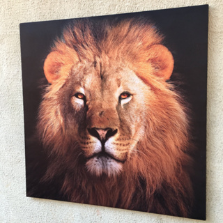 Quadro decorativo Leão Grande foto em alta resolução tela acetinada