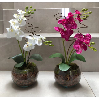 Arranjo Especial Orquídea 40 cm de Altura + Rococó - Acabamento Casca e Musgo Natural