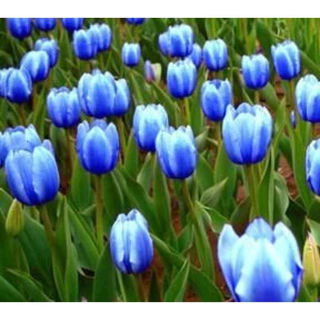 100 sements tulipa uranus com manual de cultivo
