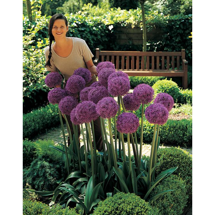 100 sements flor de alho gigante com manual de cultivo | Shopee Brasil