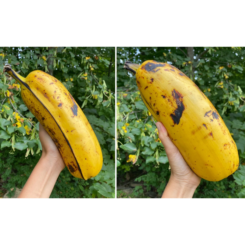 100 sements Banana gigante Hua Moa com manual de cultivo