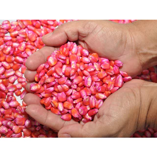 Semente Milho de Planta 1kg Transgênico