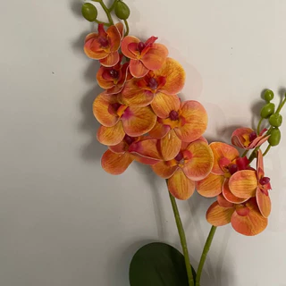 Orquídea 2 haster e 3 folha