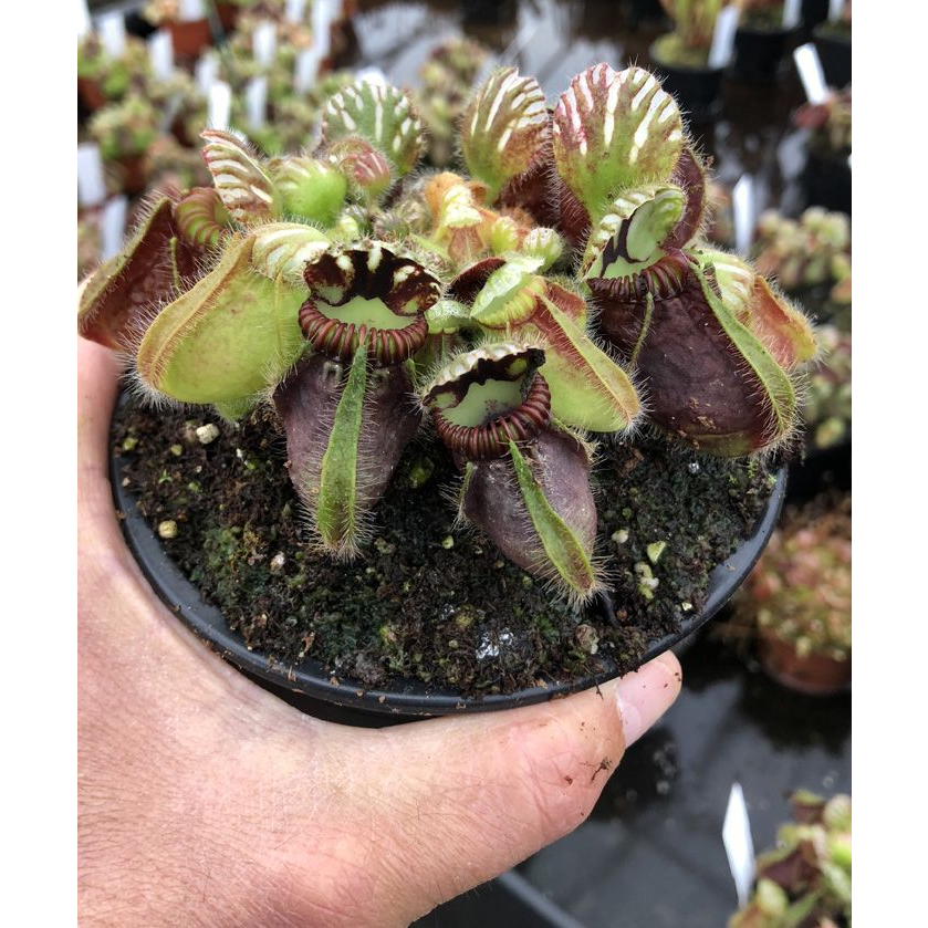 Plante Carnivore Cephalotus Follicularis - Pot Nain 9cm - Mini Pichet Rare - Pot De 9cm