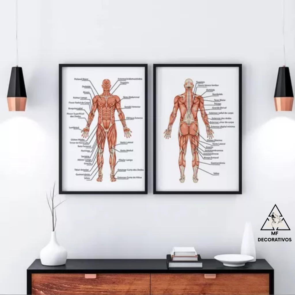 Quadro Decorativo Anatomia Músculos Fisioterapia Clínica Consultório