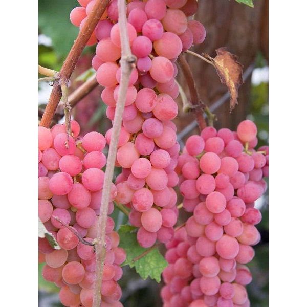 100 sements uva rosa chilena com manual de cultivo | Shopee Brasil