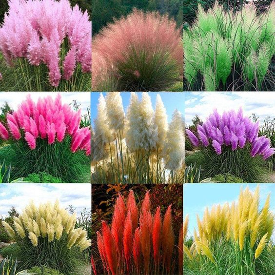Sementes de Capim Pampas 1