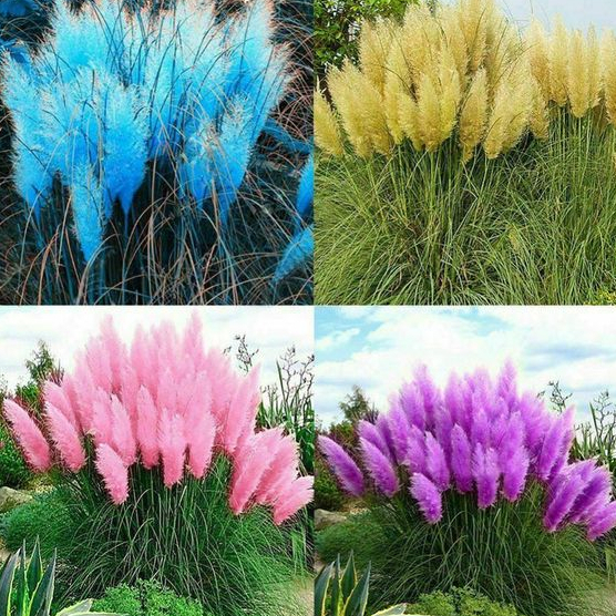 Sementes de Capim Pampas 2
