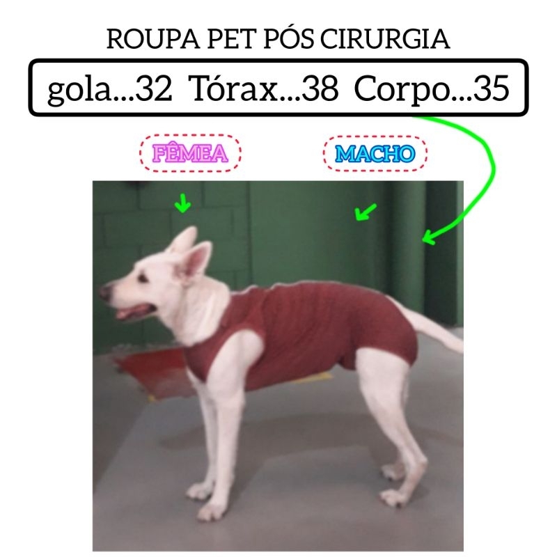 Roupa pos cirurgica buldogue Ingles - P