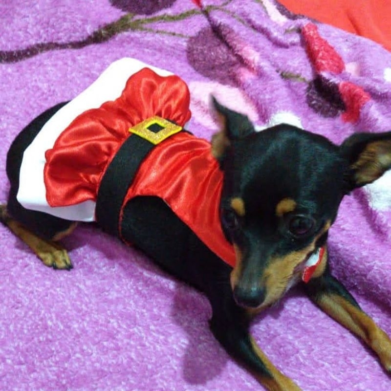 natal roupa de papai noel cachorro