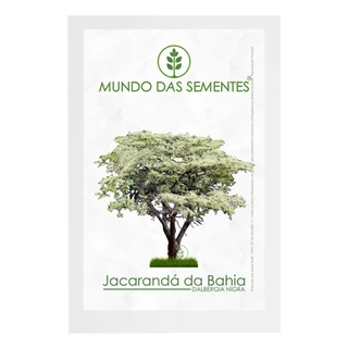 100 Sementes de Jacarandá Da Bahia Dalbergia Nigra Original - Mundo Das Sementes®