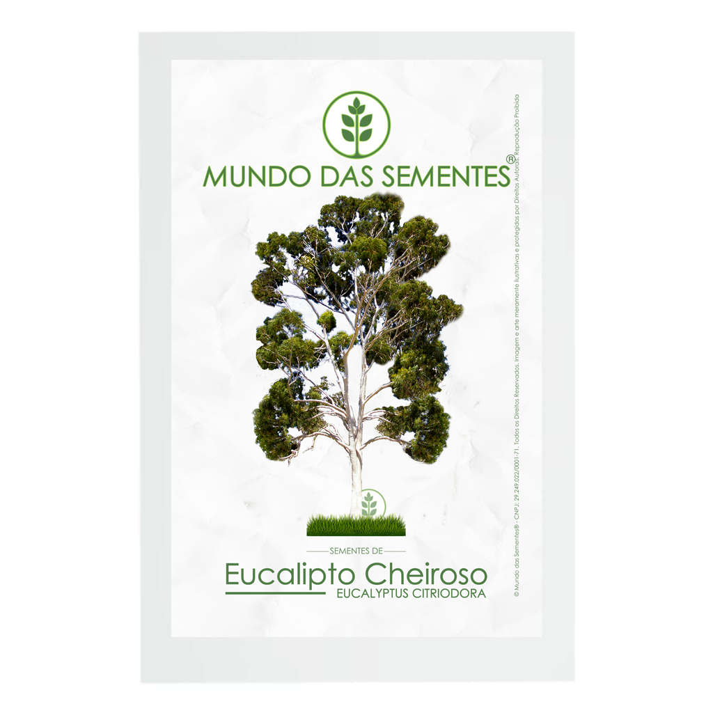 50 Sementes de Eucalipto Limão Cheiroso Eucalyptus Citriodora Premium | Mundo Das Sementes®