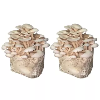 2 Blocos De Cultivo De Cogumelos Shimeji Direto Do Produtor