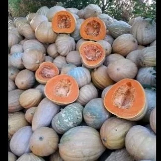 1000 sementes Abóbora sergipana Maranhão