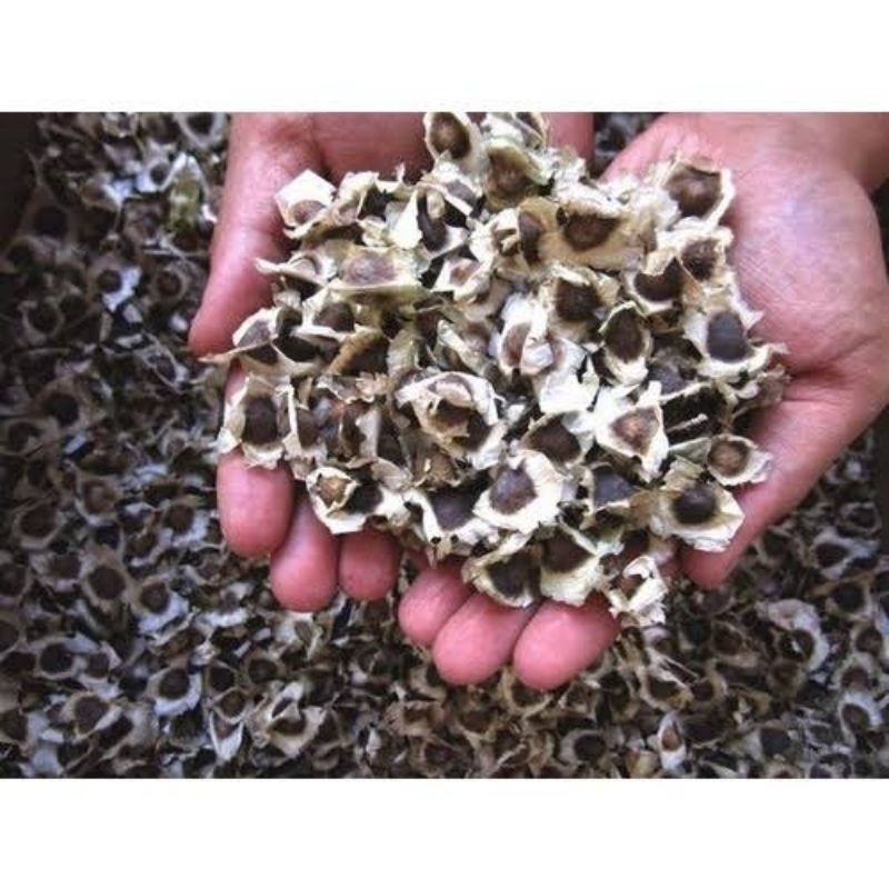 500 sementes de moringa