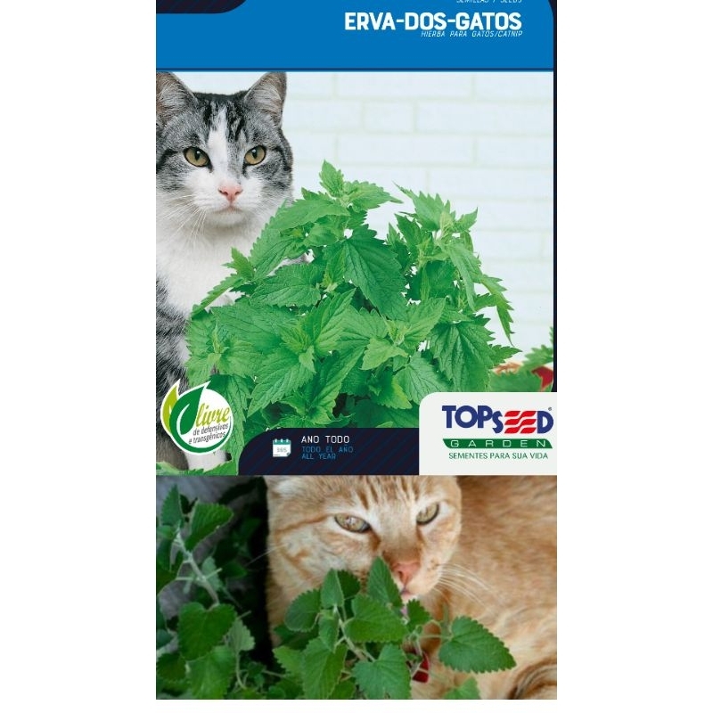 Sementes de Catnip - A Erva dos Gatos (Nepeta cataria) - Garden