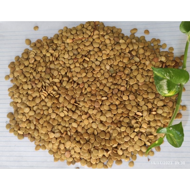 Gliricidía 60g /350 sementes Aproximadamente
