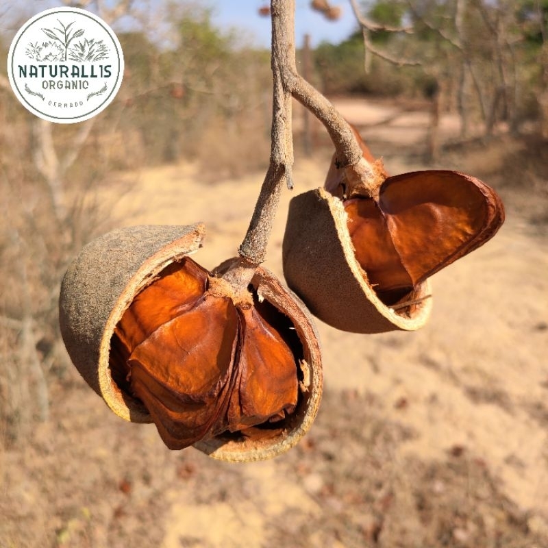 50 sementes de Tingui do Cerrado