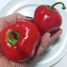 Sementes de Pimenta Rocoto vermelha | Shopee Brasil