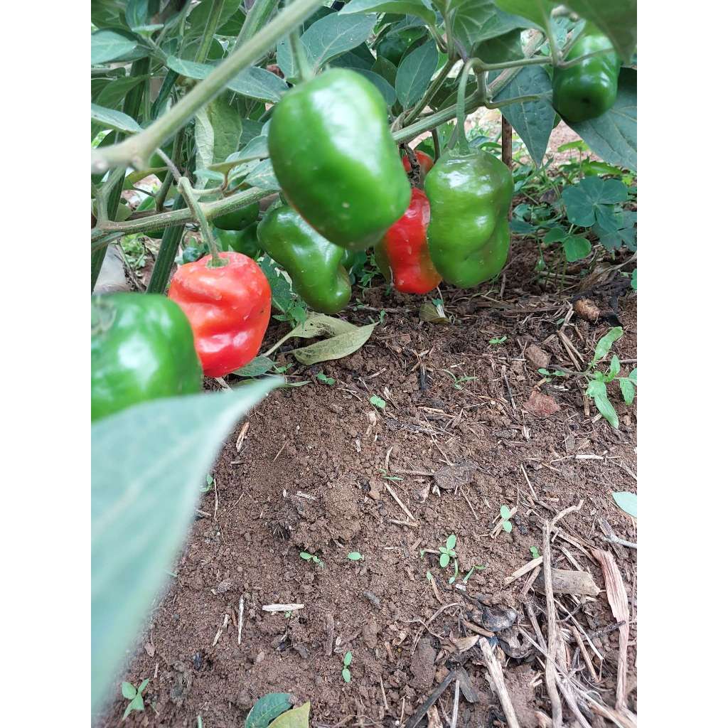 25 Sementes de Pimenta Rocoto para o plantio | Shopee Brasil
