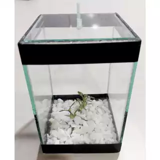 Aquário Cubo Quadrado Betta e Peixes Pequenos Ornamentado e Com Pedras - Várias Cores - Promoção