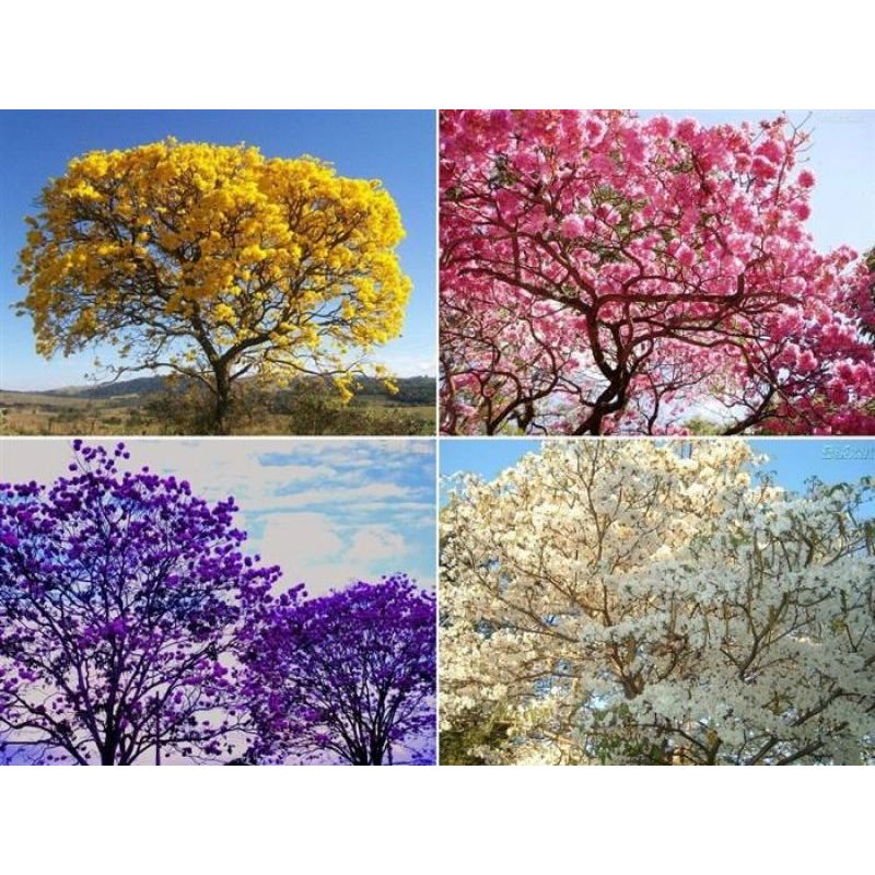 10 SEMENTES DE IPE ROSA BALSAMO PARA SEU JARDIM