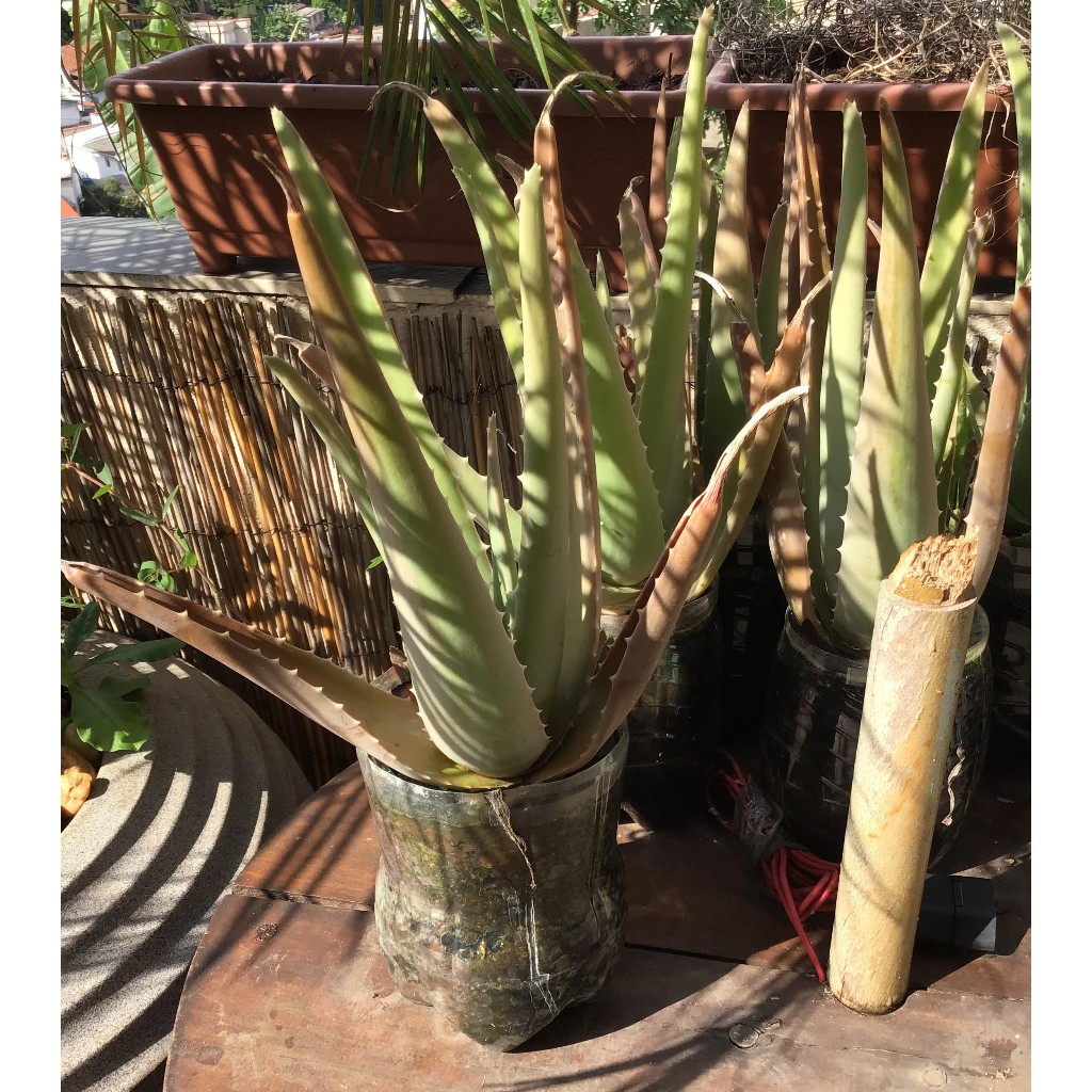 Muda De Babosa Aloe Vera - Já enraizada - Média - 20 cm de planta ...