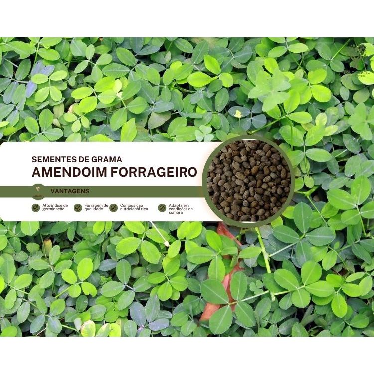 Sementes de Grama Amendoim Forrageiro (Arachis pintoi) 20 Sementes ...