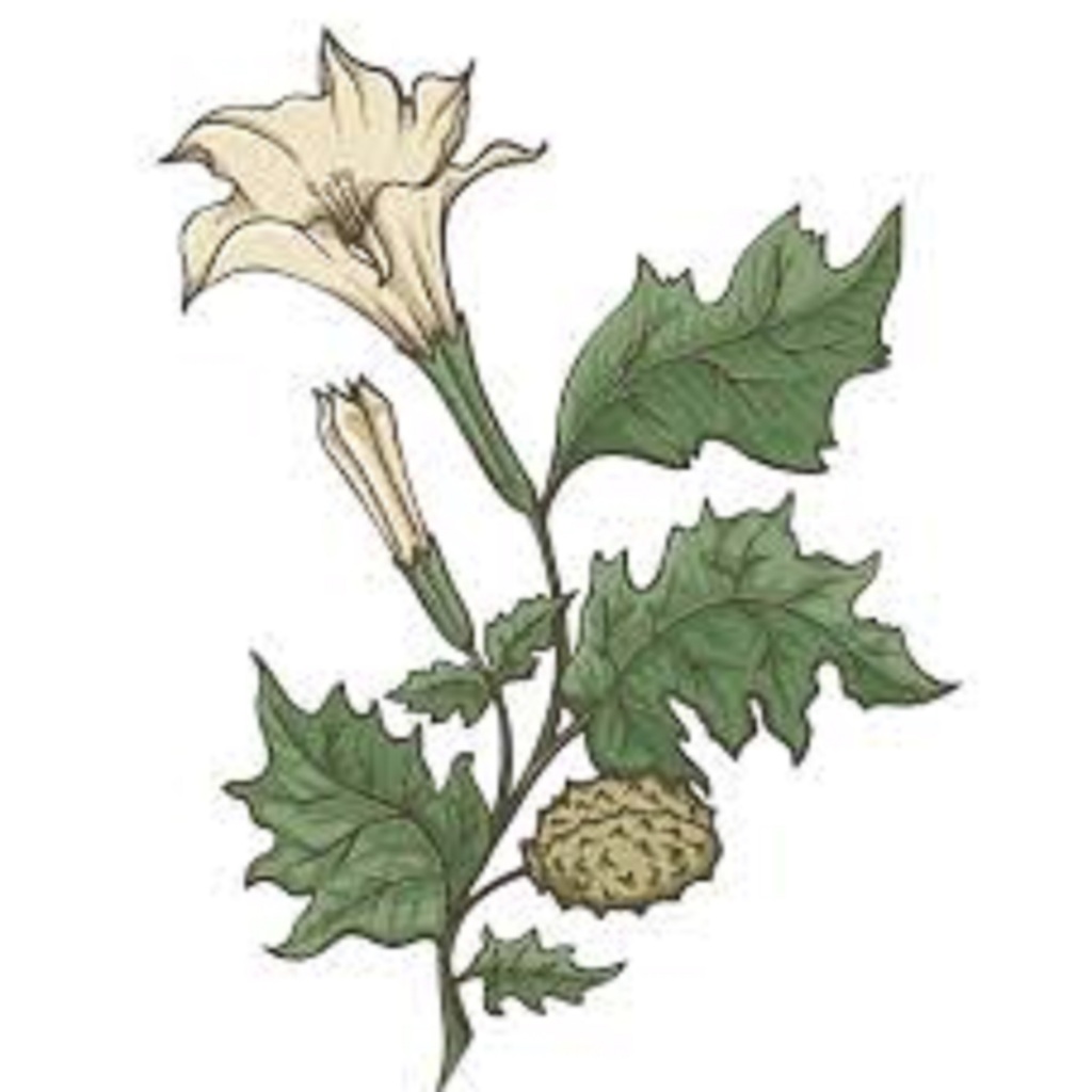 datura stramonium em Promoção na Shopee Brasil 2026