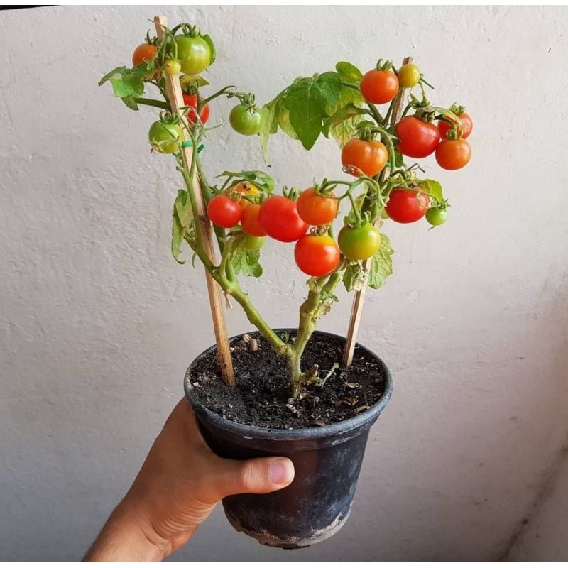 Sementes de Tomate Cereja Ornamental Baby Tiny Tim Ornamental, microtomateiro, menor tomateiro do mundo