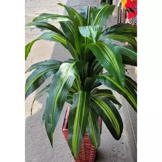 Pau D'Água Artificial (Sem vaso)