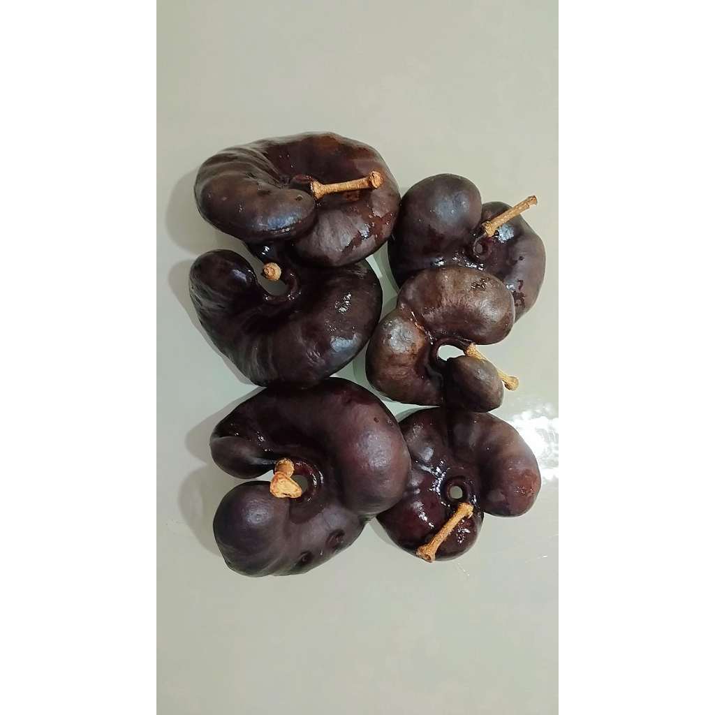 Fava de Obá Ofá Kit 6 Unidades Rituais Candomblé, Terreiro e Umbanda