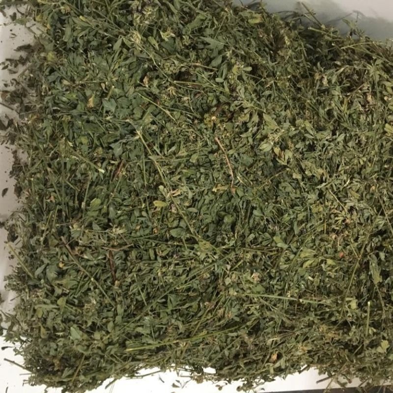 Alfafa em Rama Verdinha E Cheirosa Para Coelhos e Roedores 800g ...