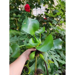 Aguapé - Eichhornia