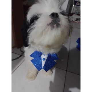 Bandana Gravata Smolk para pet Macho em Eva Banho e Tosa Pet Shop 20 unidades