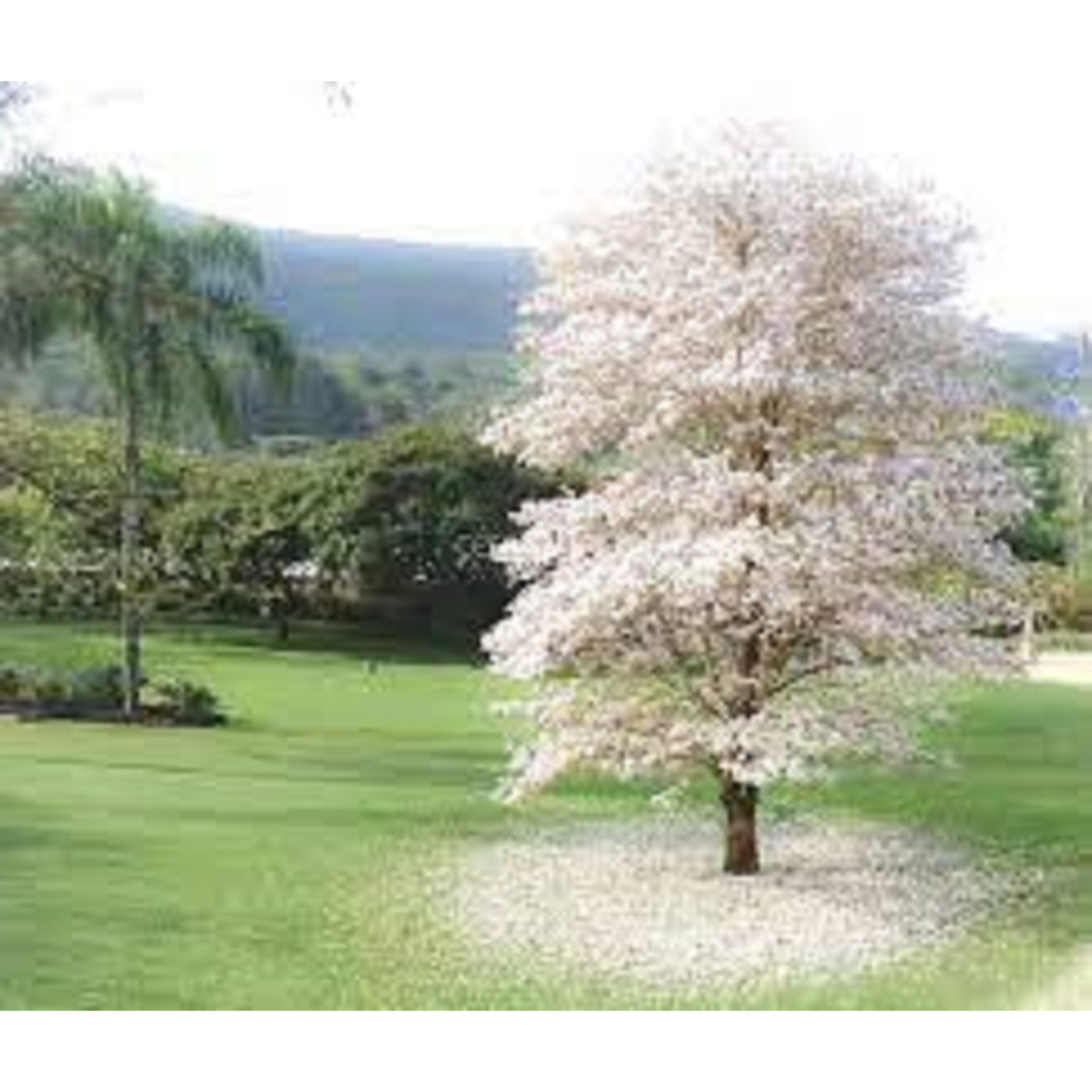 Bola Branca Ou Ipê Branco Planta Rara Linda Para jardim sítios horta canteiros pomar 20 sementes novas selecionadas para mudas do seu mundo